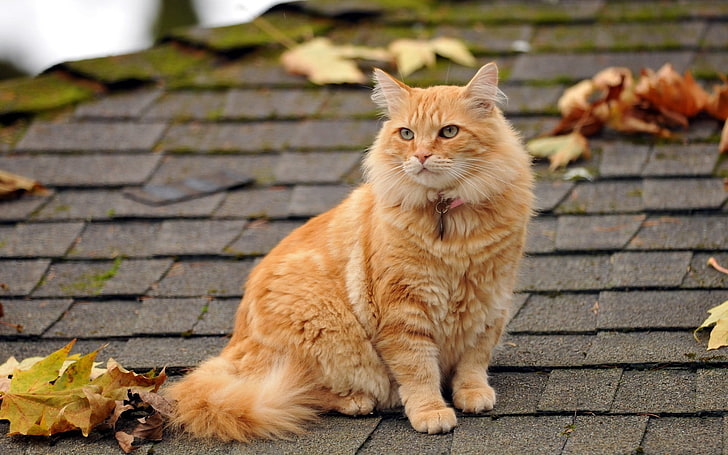 Ginger Cat breeder near me