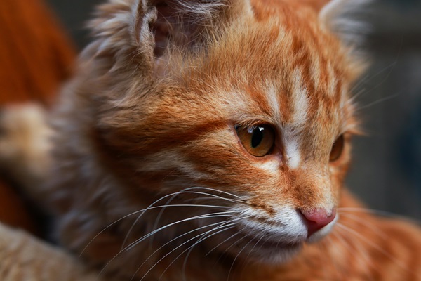 Ginger Cat for sale In Mumbai