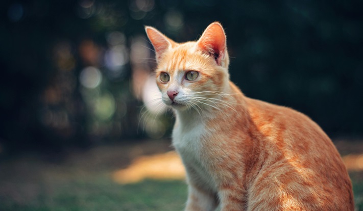 Ginger kittens for sale In Mumbai