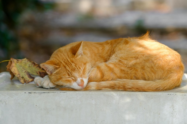 Ginger cat breeder In Pune