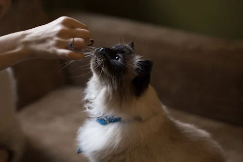 Himalayan Cat for sale In India