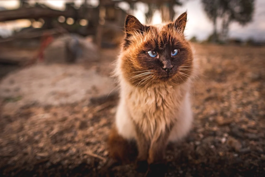 himalayan cat breeder in India