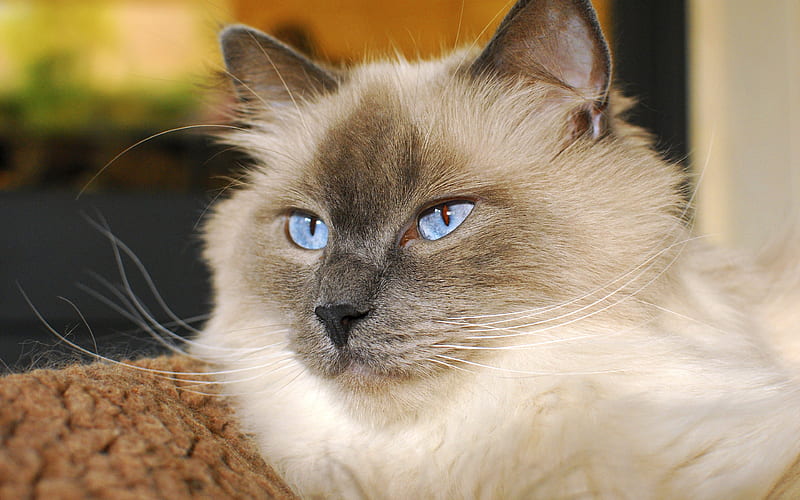 Himalayan Cat breeder near me