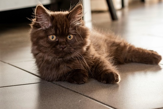 Himalayan Kitten Price In Mumbai