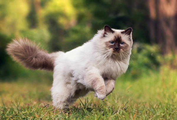 Himalayan Cat for sale In Mumbai