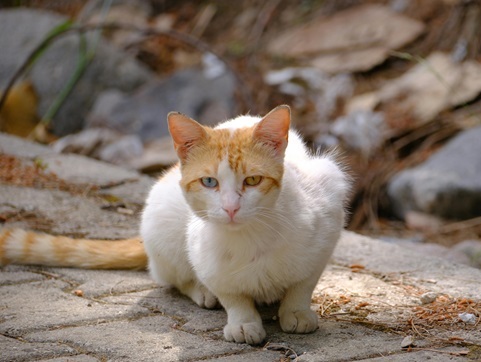 Himalayan Cat for sale In Pune