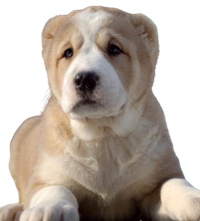 Alabai Puppies For Sale In india