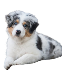 australian shepherd Puppies For Sale In india