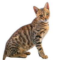 Bengal Kittens For sale In Mumbai