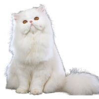 Persian Kittens For sale In Pune