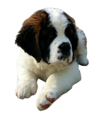 saint bernard Puppies For Sale In india