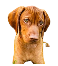 vizsla Puppies For Sale In india