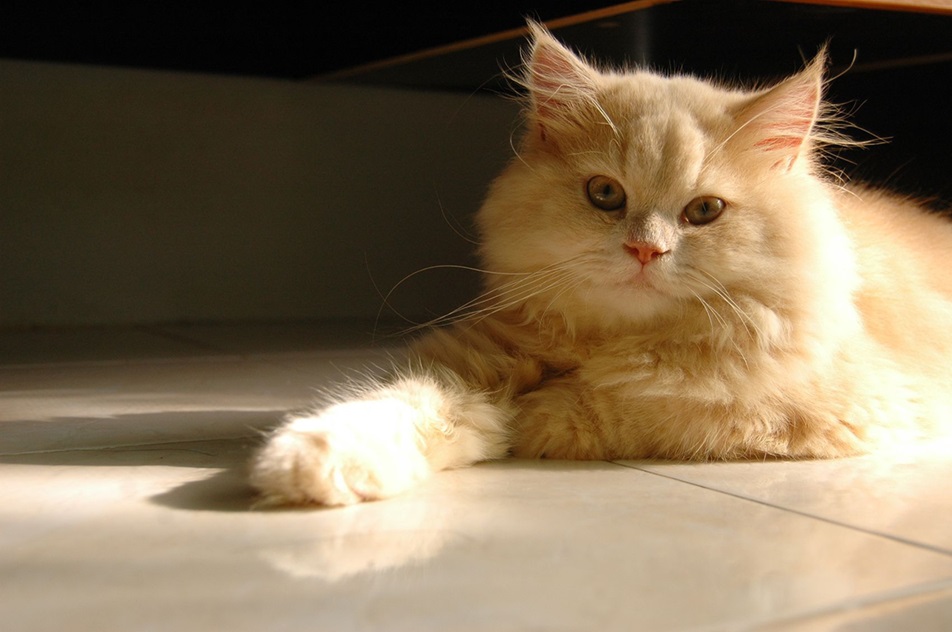 Persian Cat for sale In India