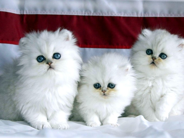 Persian kittens for sale In India