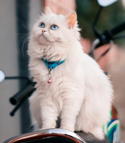 persian cat breeder in India