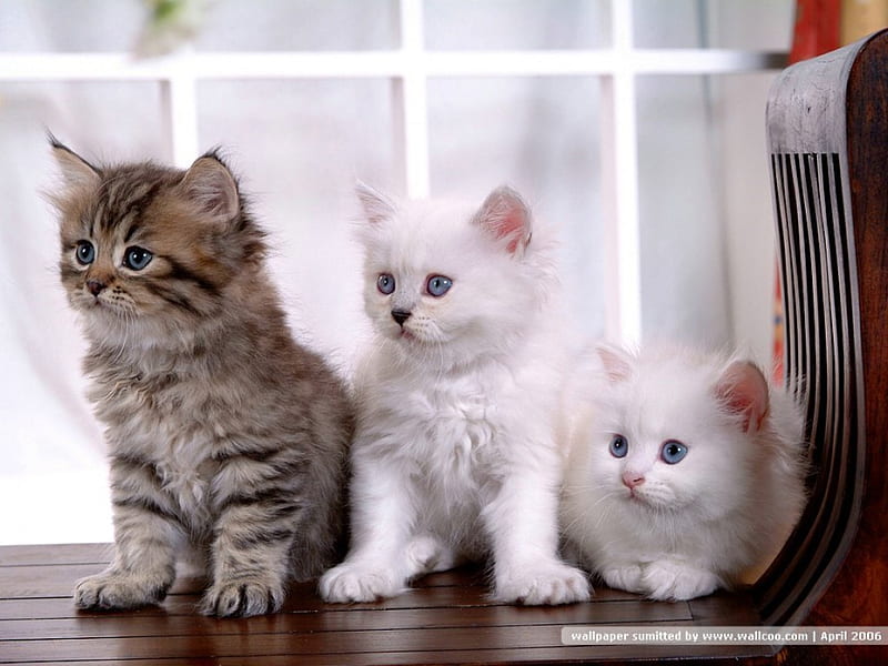 White Persian kittens for sale In Mumbai