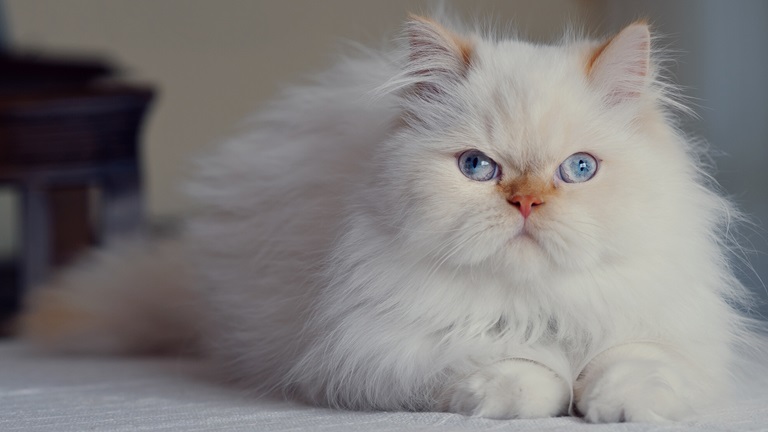 Persian Kitten Price In Pune