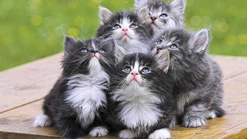 Persian kittens for sale online In Pune