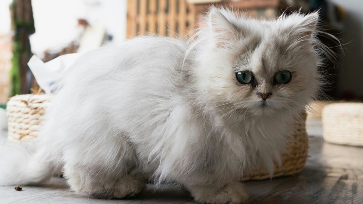 White Persian cat price In Pune