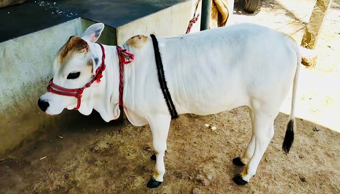 Punganur Cow Price In india