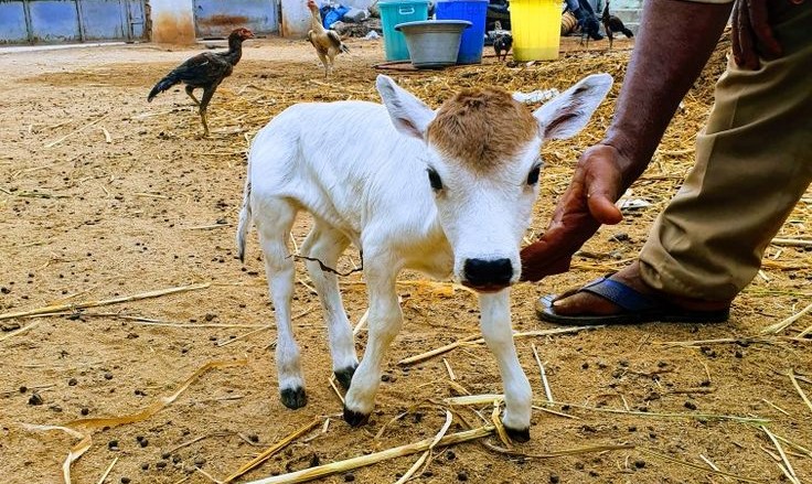 Punganur Cow purchase In India