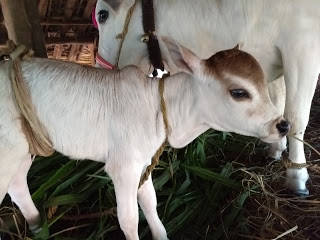 Punganur Cow info in India