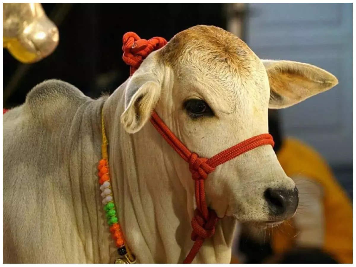 Punganur Cow price In India