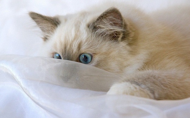 Ragdoll Cats for sale In India