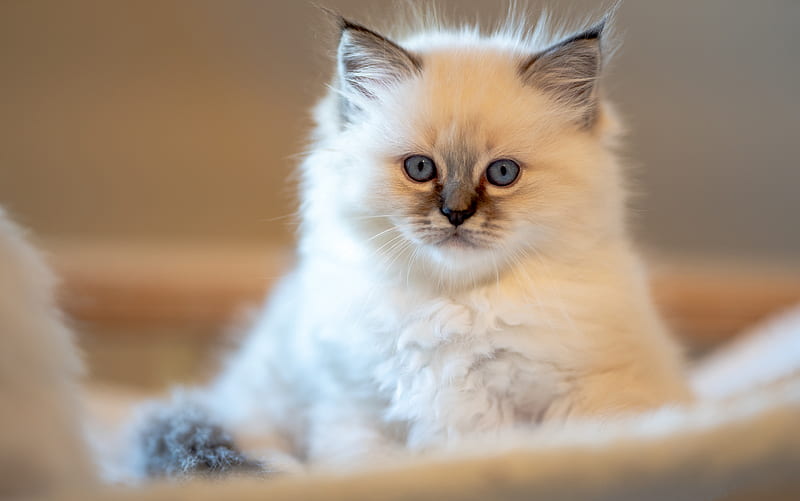 Ragdoll Cat expenses In India