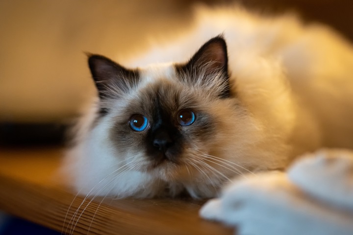 Orders ragdoll cat average price