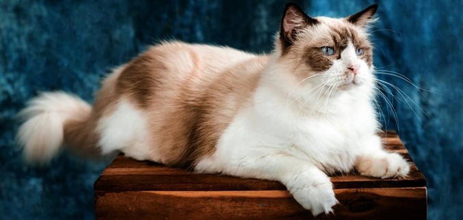 Ragdoll Kitten Price In India