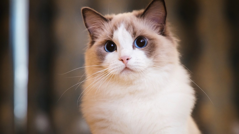 Ragdoll Cat food In India