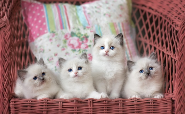 Ragdoll kittens for sale In India