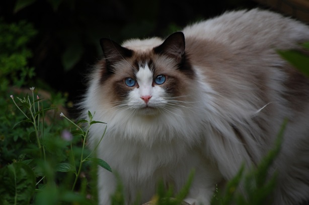 Ragdoll cat online purchase In India