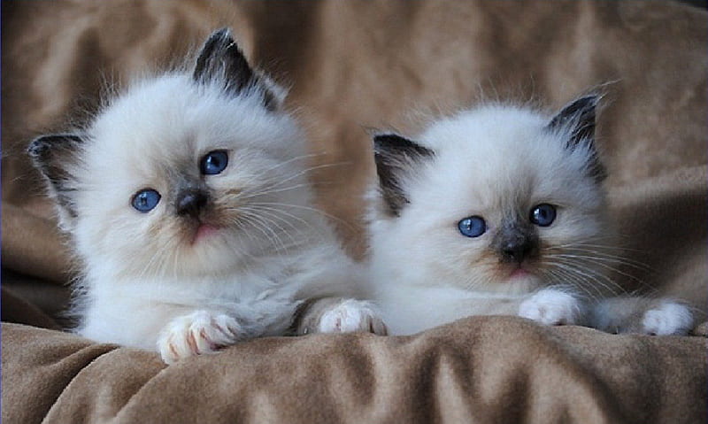 Ragdoll Kittens online purchase In India