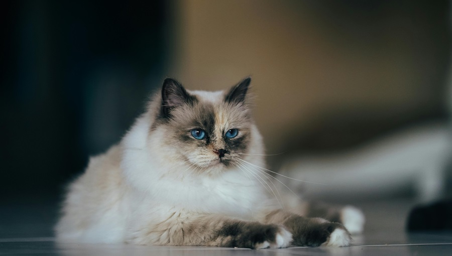 Ragdoll kittens for sale online In Pune