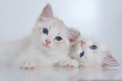 Ragdoll cat breeder In Pune