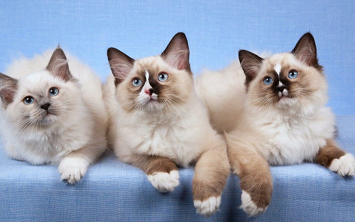 Ragdoll cat purchase In Pune