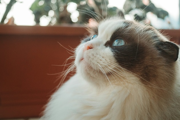 Ragdoll kittens for sale In Pune