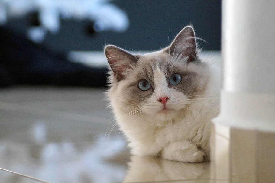 Ragdoll Kitten Price In Pune