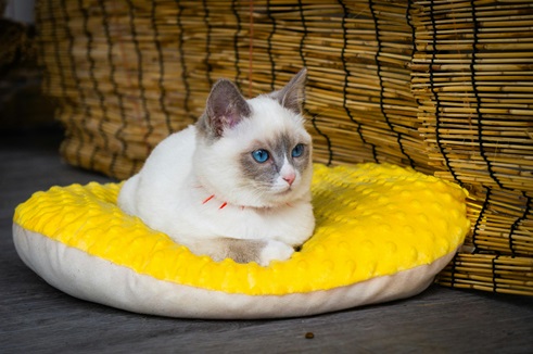 Ragdoll cat purchase In Mumbai