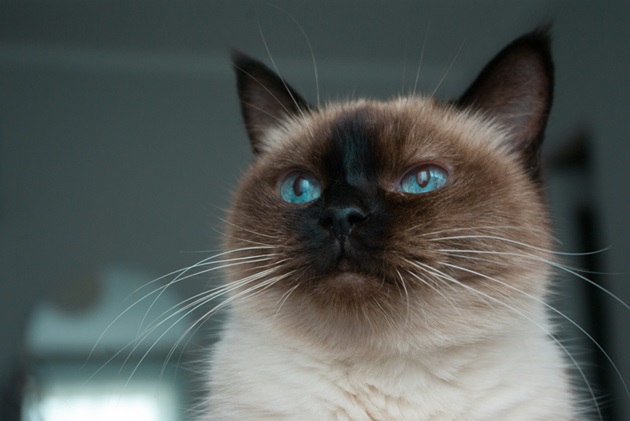 Siamese Kittens for sale In India