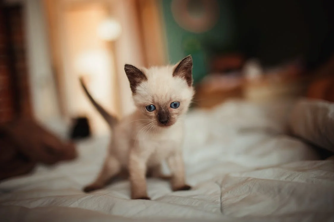 Siamese Cat for sale In India