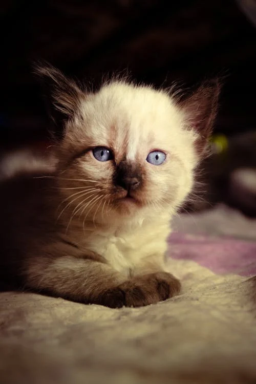 siamese cat breeder in Mumbai