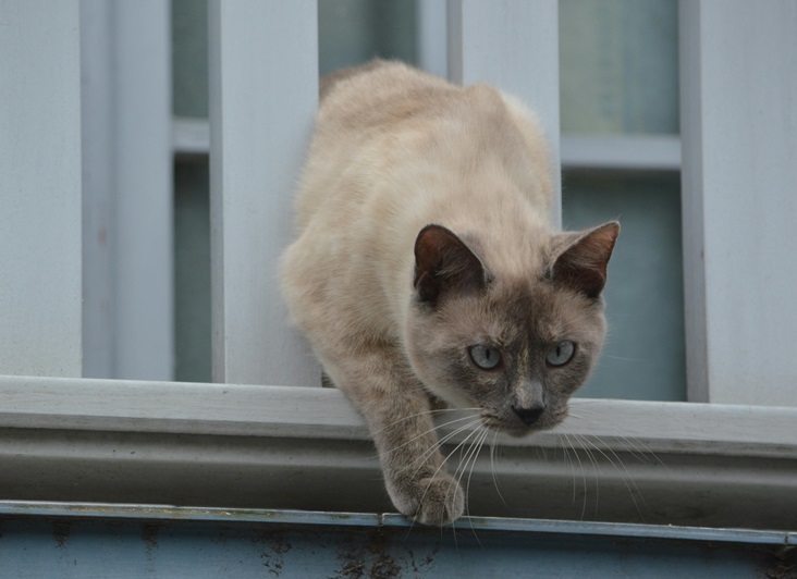 Siamese Cat for sale In Pune