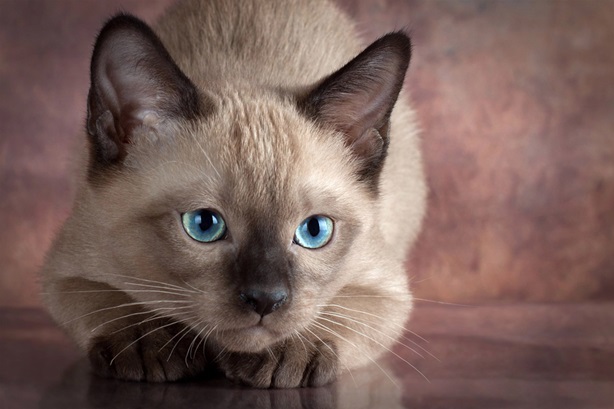 Siamese kittens for sale online In Pune